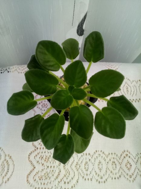 7 iulie - DS Shining Bell