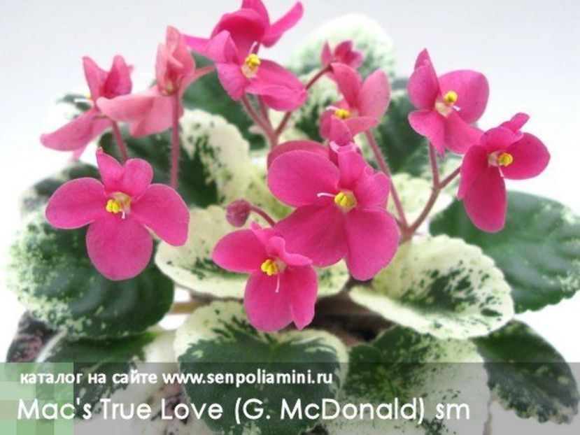 Mac s True Love poza net - Mac s True Love