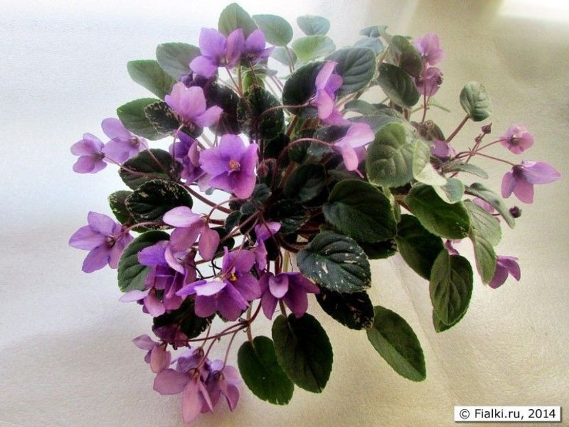 In Love Again poza net - In Love Again