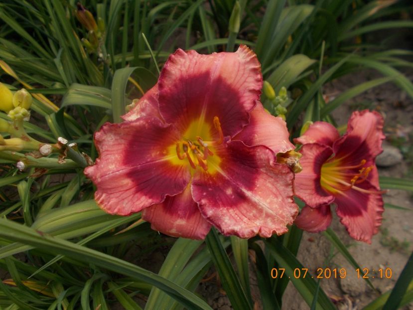 dan mahoney - HEMEROCALLISI-2019
