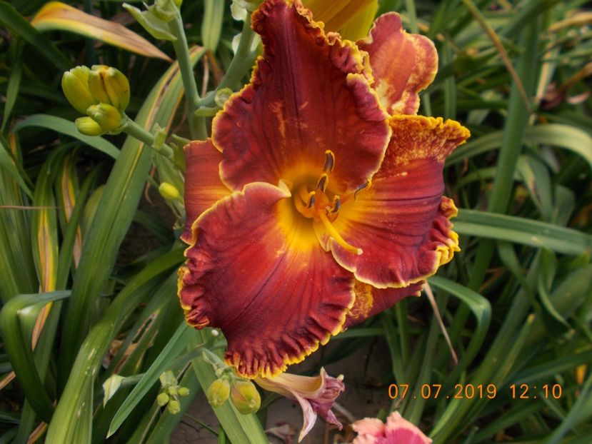 M-R2,4-daria - HEMEROCALLISI-2019