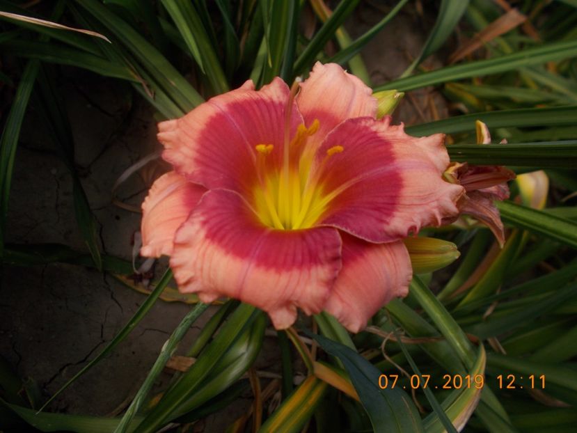  - HEMEROCALLISI-2019
