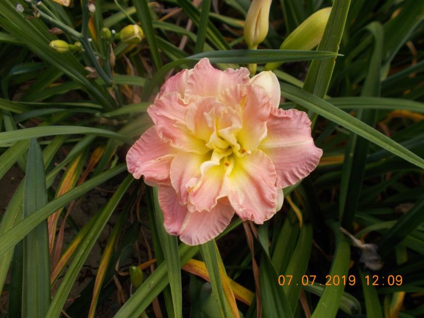  - HEMEROCALLISI-2019