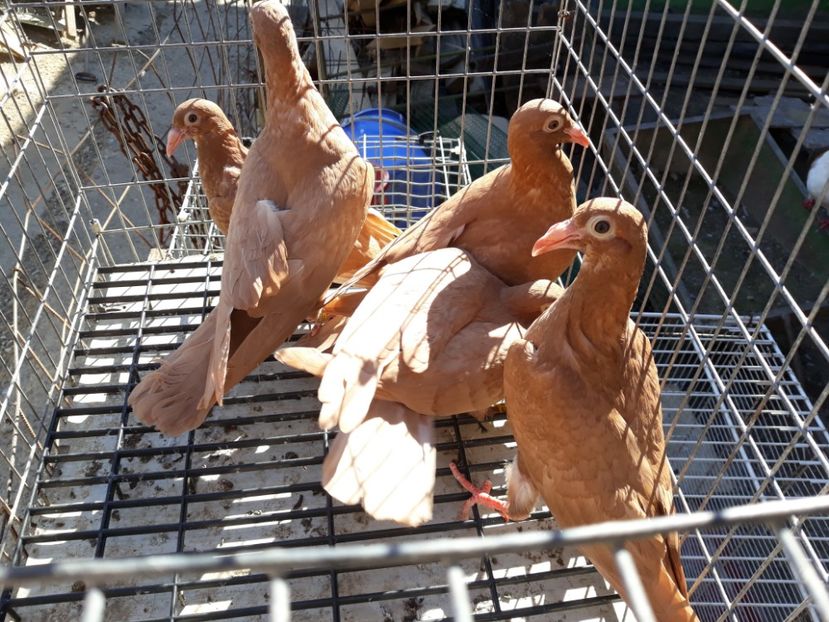  - De vînzare pui voiajori galbeni