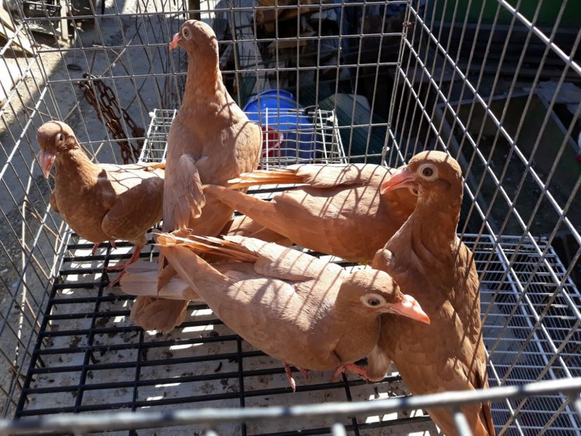  - De vînzare pui voiajori galbeni