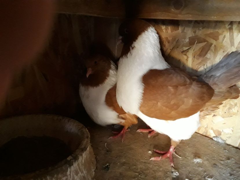  - porumbei strasseri