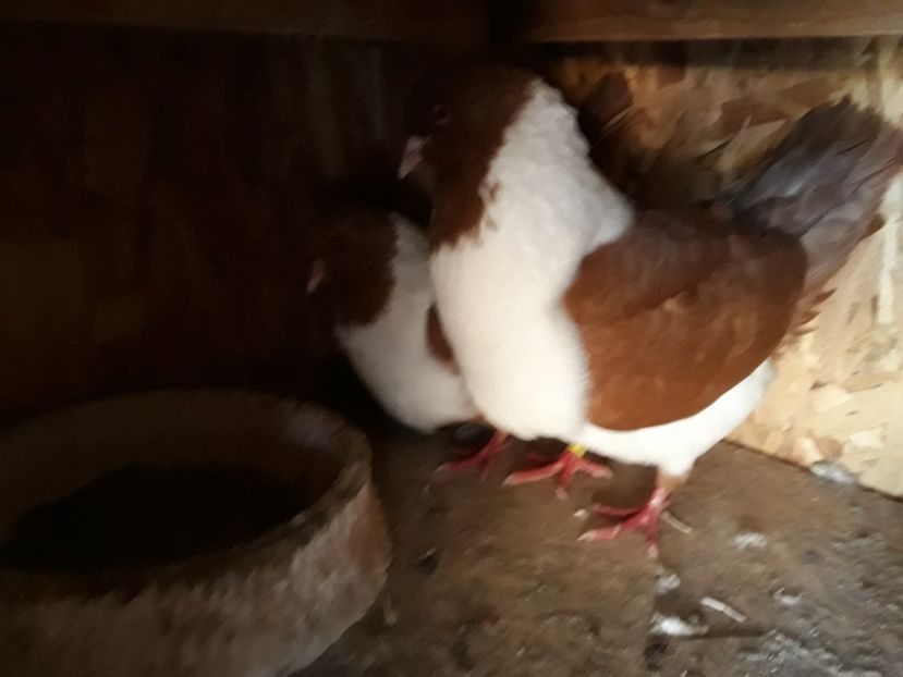  - porumbei strasseri