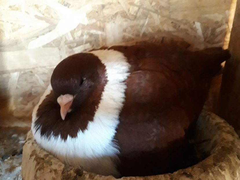  - porumbei strasseri