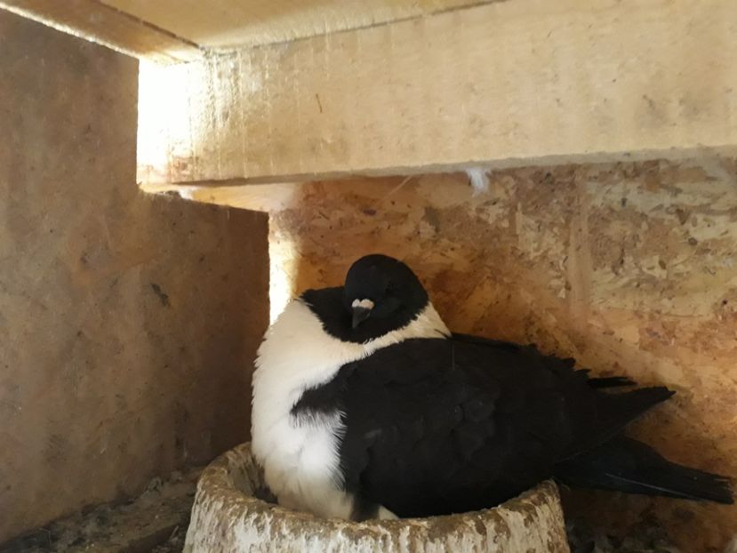  - porumbei strasseri