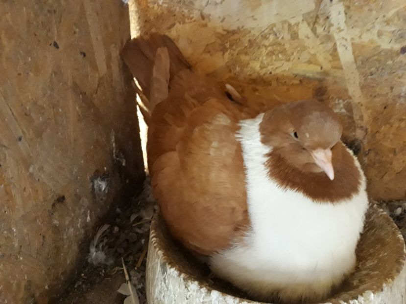  - porumbei strasseri