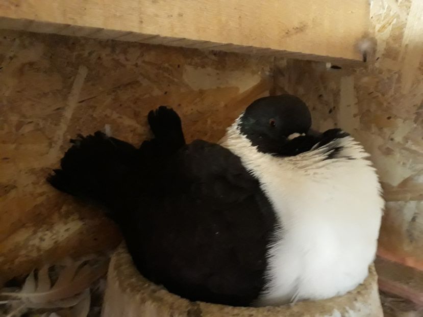  - porumbei strasseri