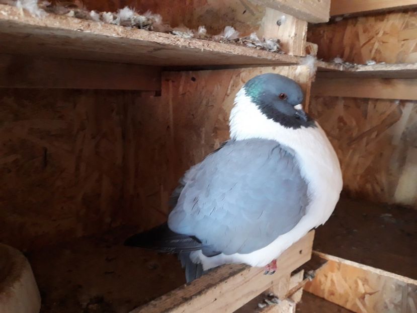  - porumbei strasseri