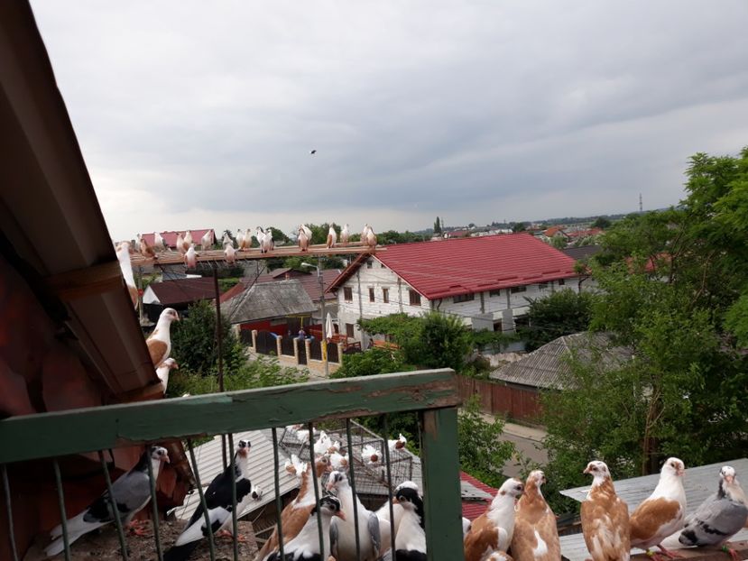  - Galateni baltati pe albastru