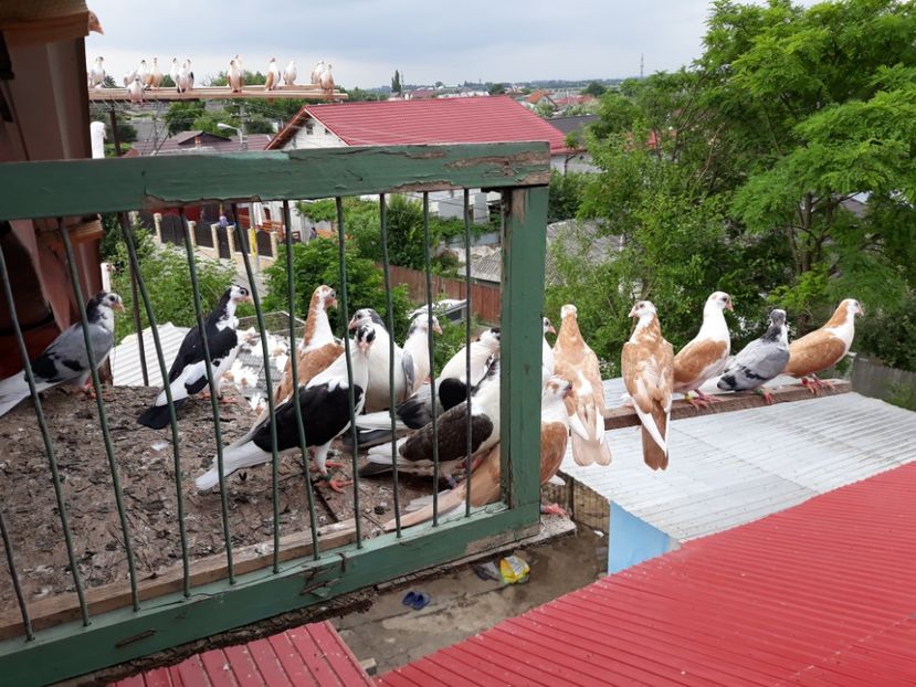  - Galateni baltati pe albastru