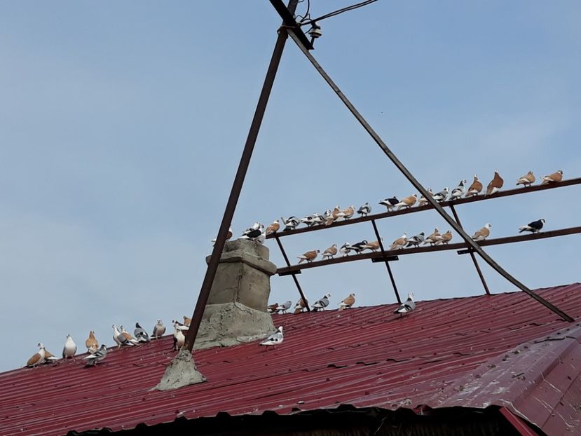  - Galateni baltati pe albastru