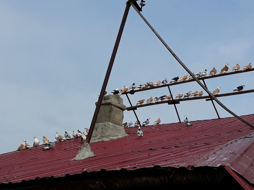  - Galateni baltati pe albastru