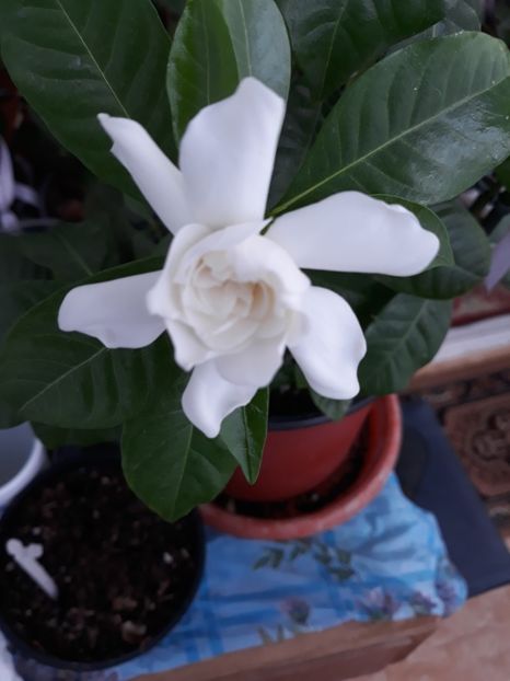 Foarte de gardenia - Colectia mea