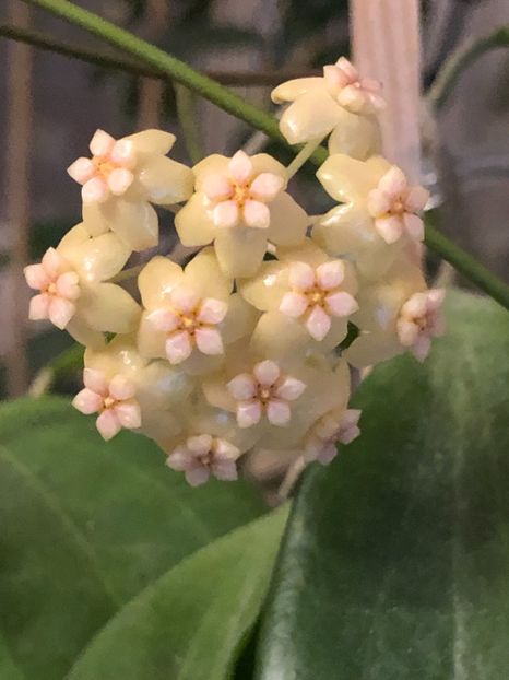 3C58F969-B88F-4EEE-AB4E-F27F51A676CC - Neo-Ebudica