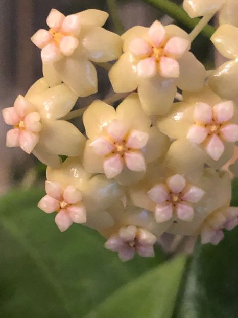 30B83333-EC4E-43A8-8981-E6C9881CC371 - Neo-Ebudica