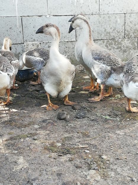  - Bobocei 2019