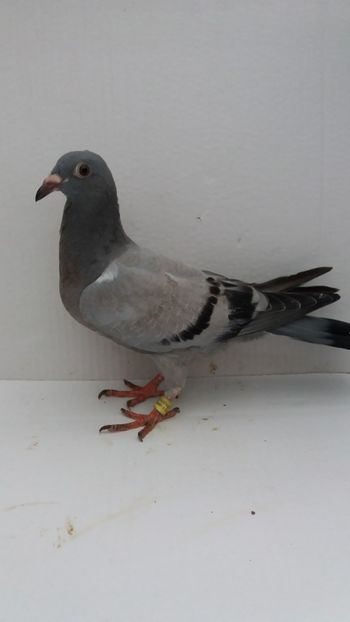 vandut - De vanzare voiajori pui 2019