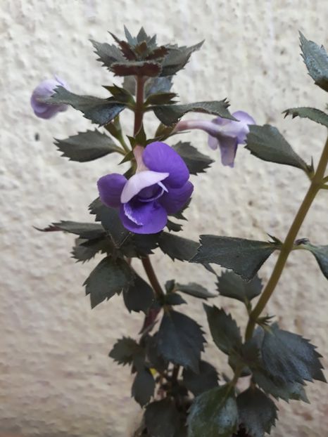  - 001 2021 - Vie en Bleu