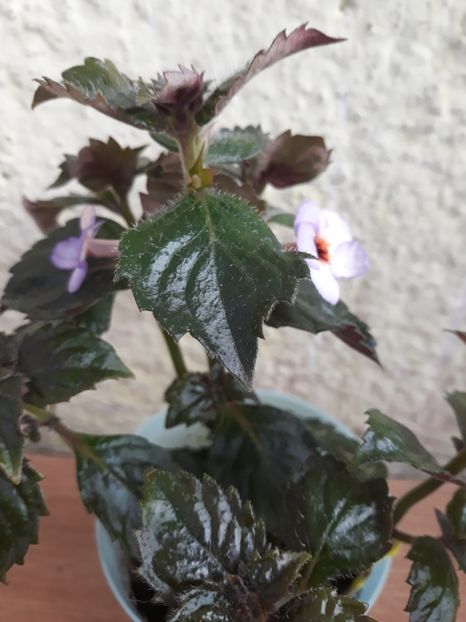 2019 - R 21 - Argentina