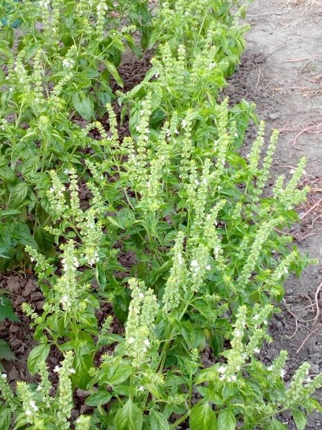  - SEMINTE BUSUIOC - D 119 MAMMOTH