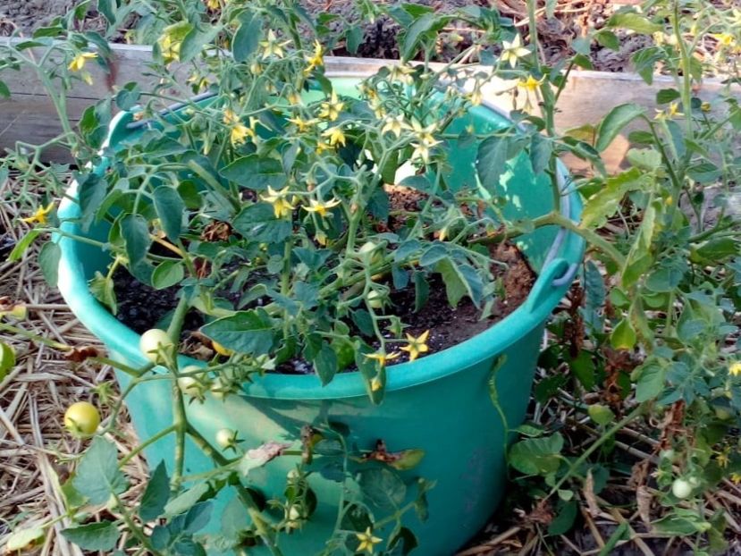  - SEMINTE ROSII - T 387 - 100 and 1000 - curgatoare