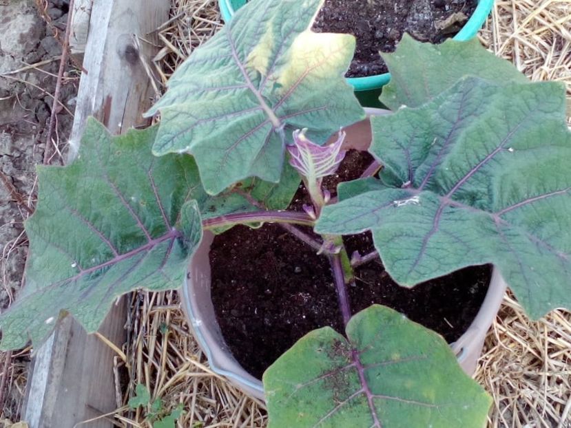  - Z SEMINTE - NARANJILLA - LULO - Solanum quitoense - D