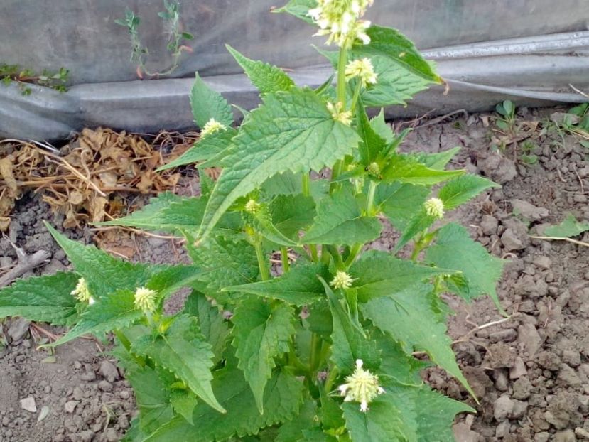  - SEMINTE AGASTACHE FOENICULUM ALB - D 30