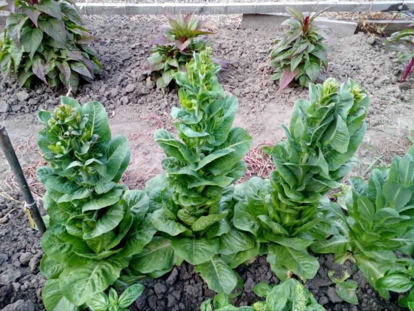  - SEMINTE SALATA - D114 SYRIAN LETTUCE