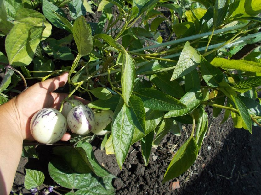  - SEMINTE PEPINO - SOLANUM MURICATUM