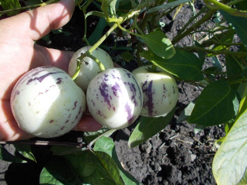  - SEMINTE PEPINO - SOLANUM MURICATUM