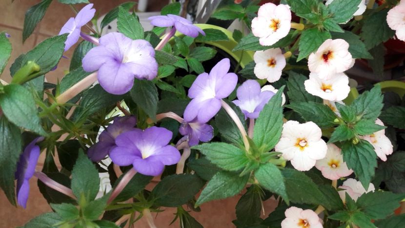  - 10 Achimenes 2019
