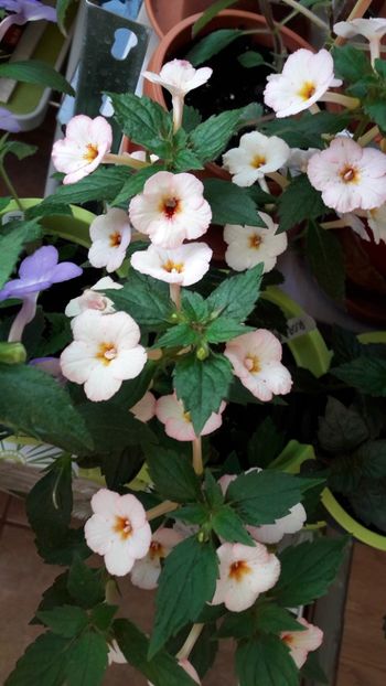  - 10 Achimenes 2019