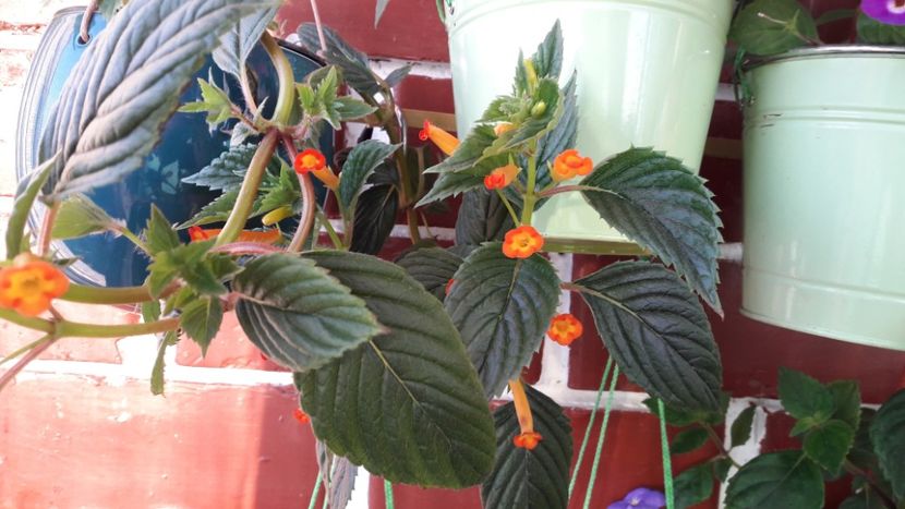  - 10 Achimenes 2019