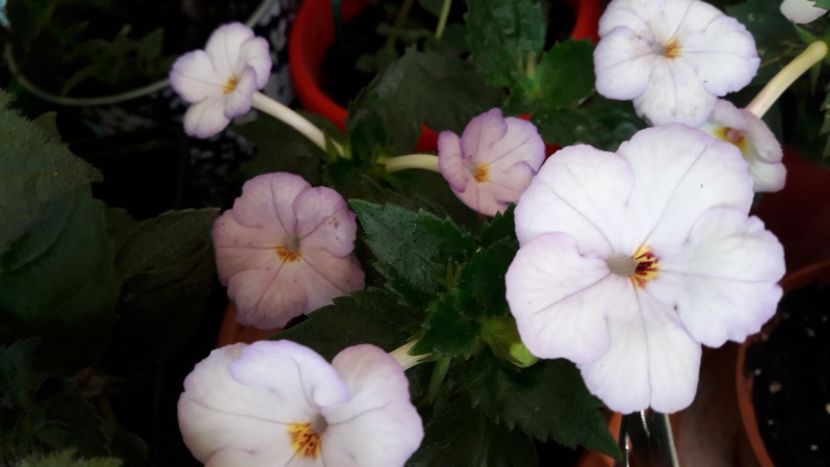  - 10 Achimenes 2019