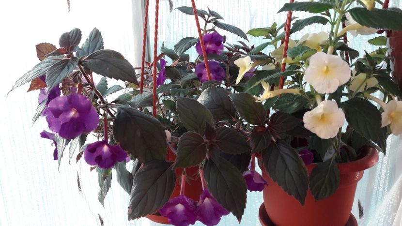  - 10 Achimenes 2019