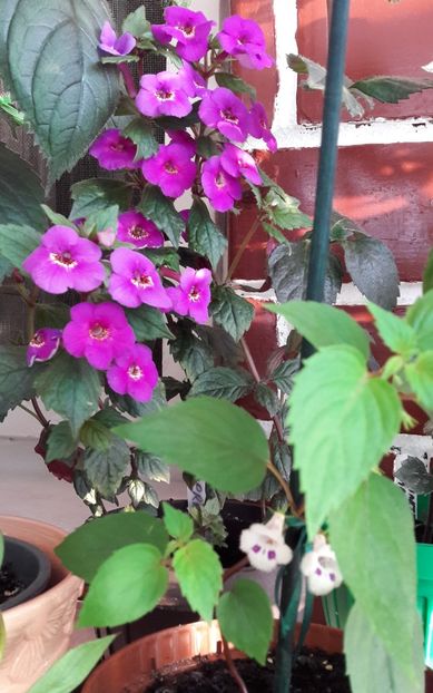  - 10 Achimenes 2019