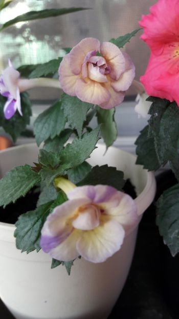  - 10 Achimenes 2019