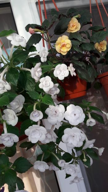  - 10 Achimenes 2019