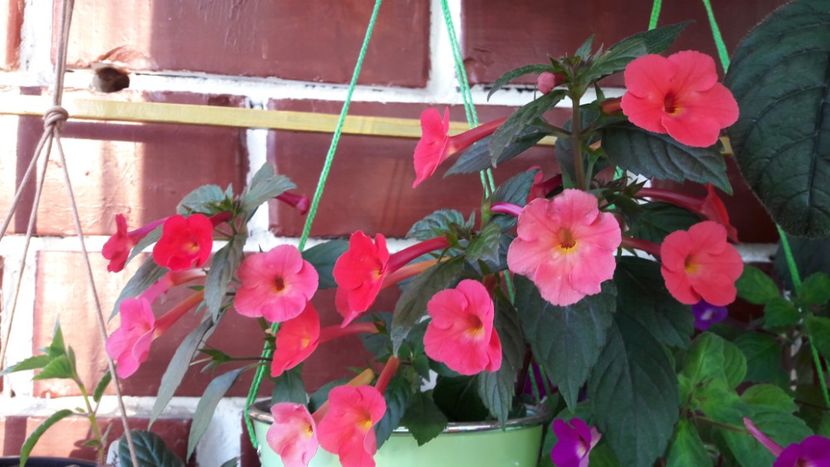  - 10 Achimenes 2019
