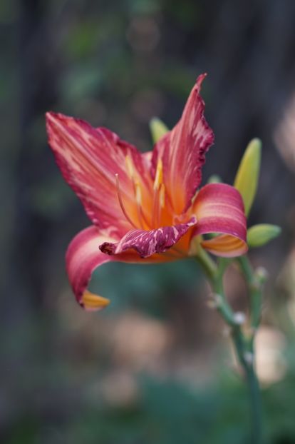 Pink Stripes - Hemerocallis 2018- 2019