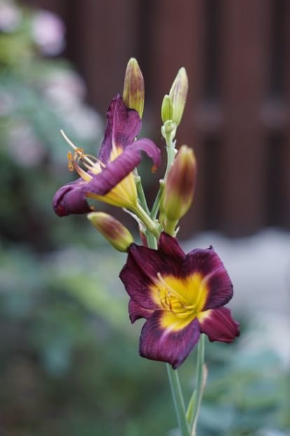 Night Beacon - Hemerocallis 2018- 2019