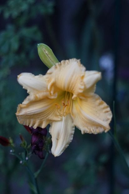  - Hemerocallis 2018- 2019