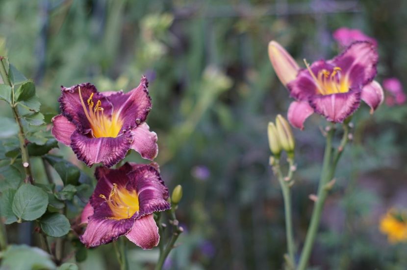  - Hemerocallis 2018- 2019