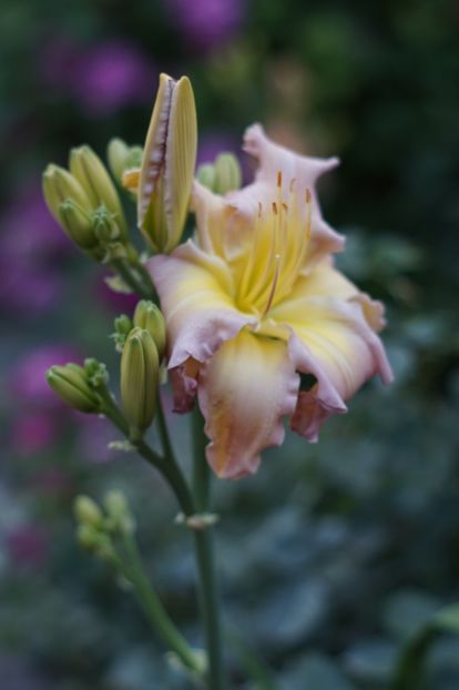  - Hemerocallis 2018- 2019