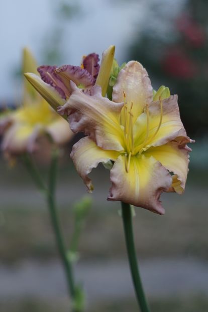  - Hemerocallis 2018- 2019