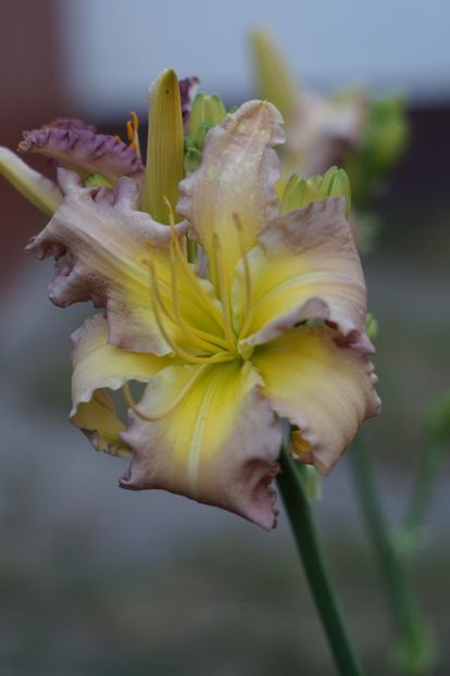  - Hemerocallis 2018- 2019